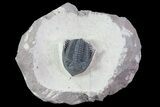 Prone Metacanthina Trilobite - Healed Bite Mark #71615-2